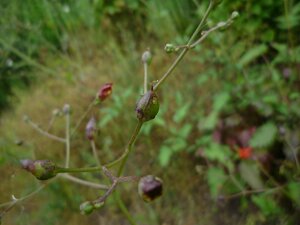 Scrophularia californica Bud